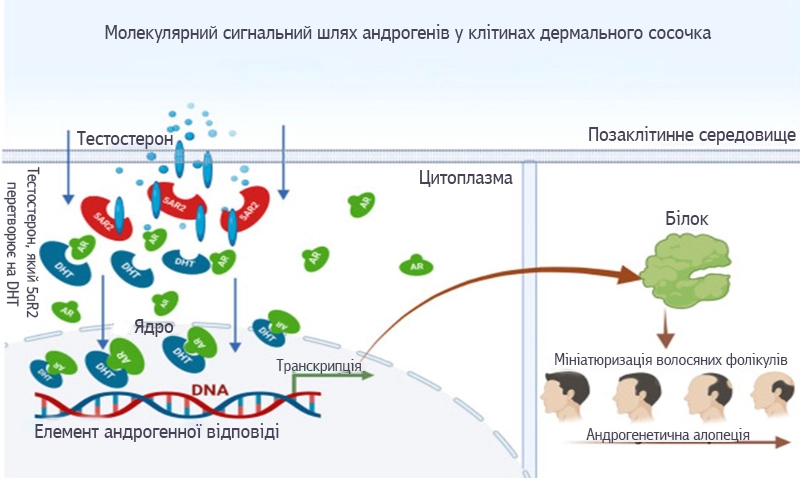 Молекулярний сигнальний шлях андрогенів у клітинах дермального сосочка